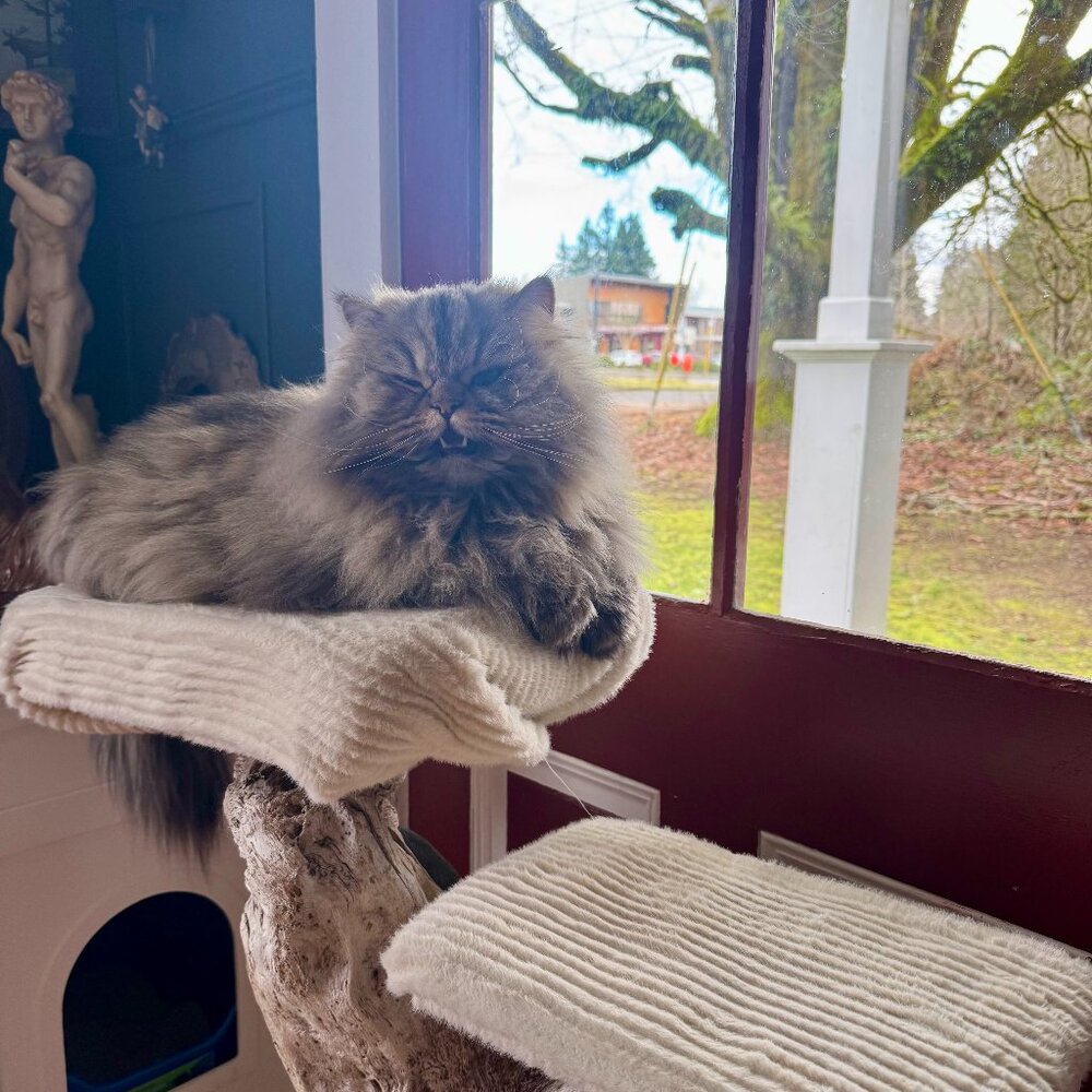 Meet your Posher, Savannah